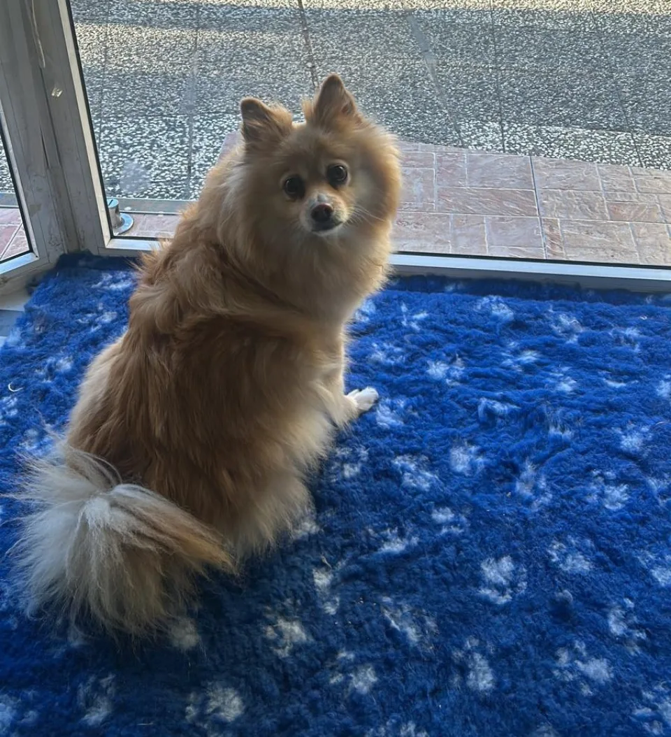 Un perro de pelo largo después del cepillado en Alma