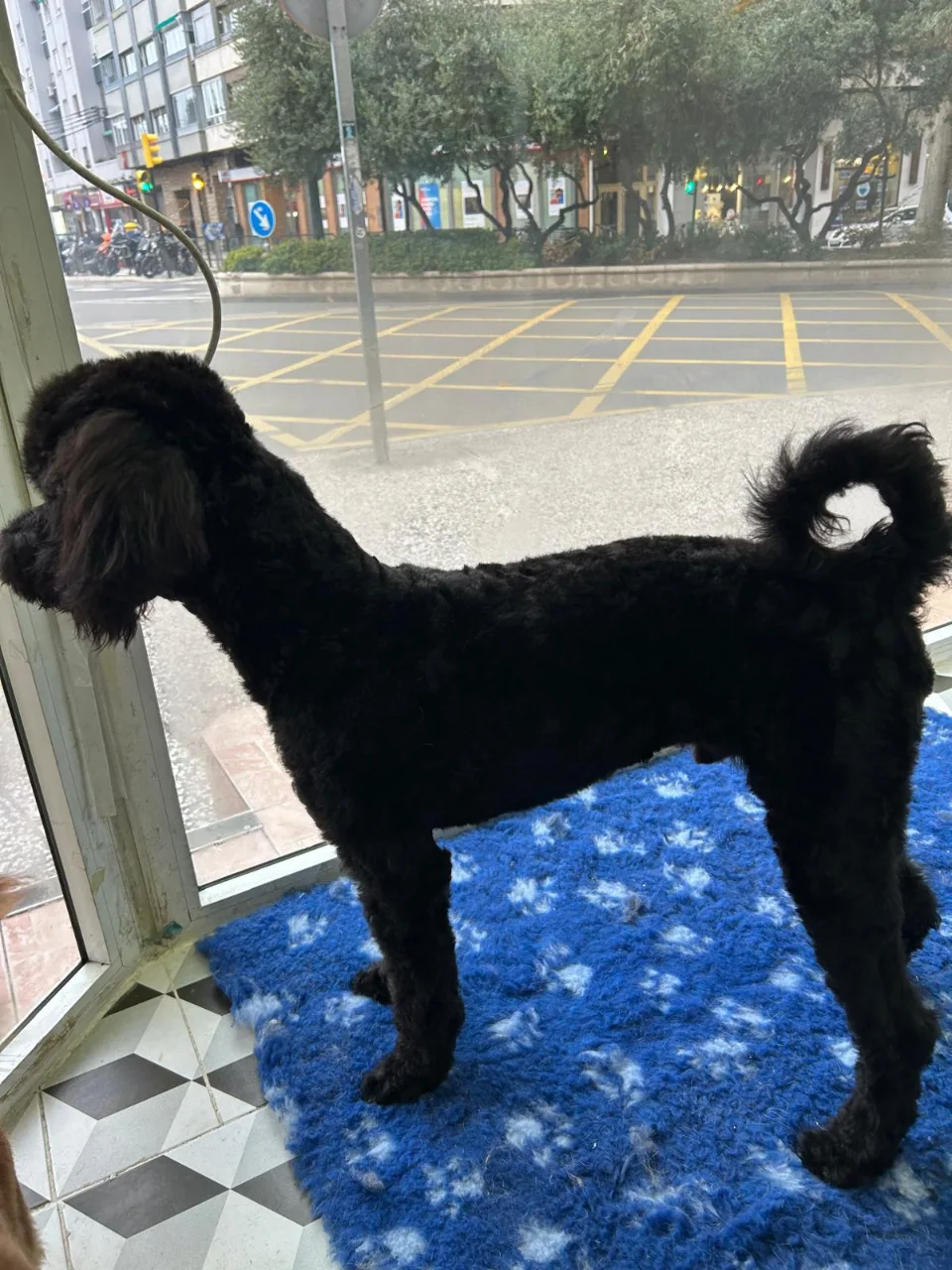 Un perro negro recién peinado en Alma