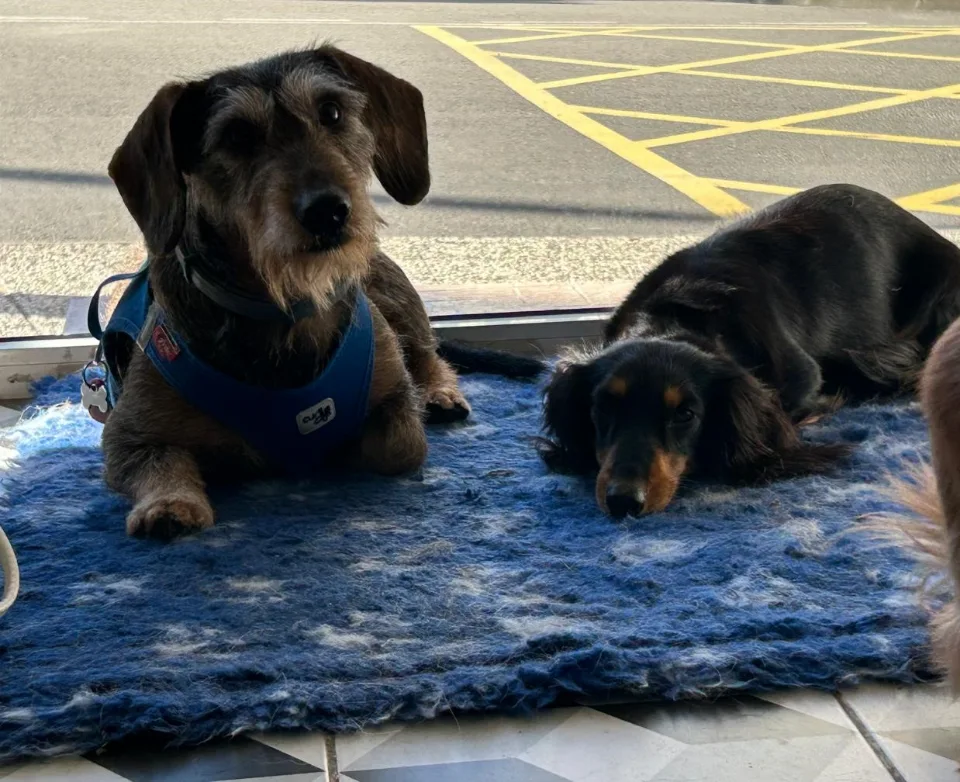Dos perros descansan junto al escaparate de Alma